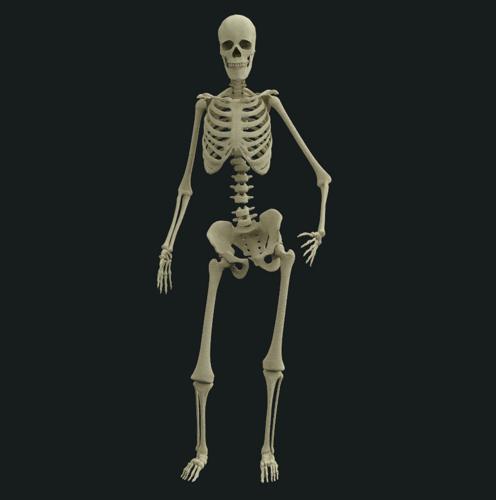 human skeleton rig preview image